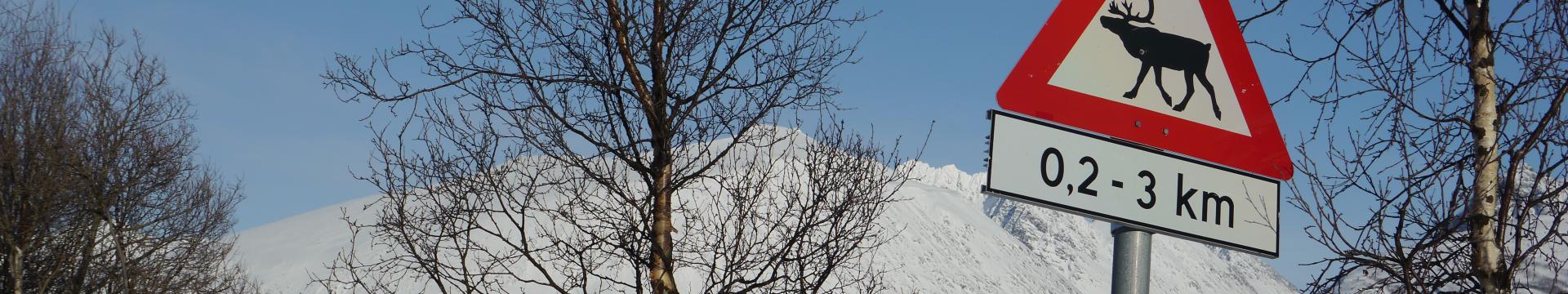 Skitour auf den Storgalten, Lyngenalpen