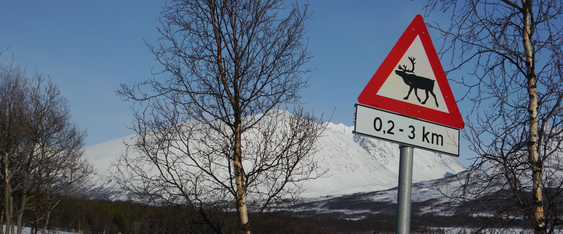 Skitour auf den Storgalten, Lyngenalpen