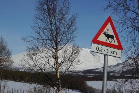 Skitour auf den Storgalten, Lyngenalpen