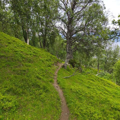 Lyngen Sommer Trail | © MML Wandern in Lyngen - Lyngseidet