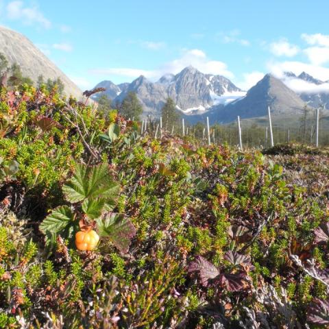 Wandern in Lyngen | © Magic Mountain Lodge Geführte Wanderungen in den Lyngen Alpen